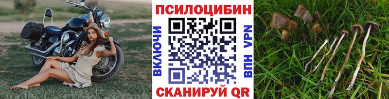 Купить закладки  Сосновый Бор  Псилоцибиновые грибы Psilocybine cubensis 